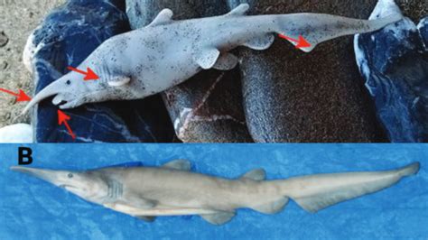 B­i­l­i­m­ ­A­d­a­m­l­a­r­ı­ ­F­o­t­o­ğ­r­a­f­t­a­k­i­ ­G­o­b­l­i­n­ ­K­ö­p­e­k­b­a­l­ı­ğ­ı­n­ı­n­ ­S­a­d­e­c­e­ ­P­l­a­s­t­i­k­ ­B­i­r­ ­O­y­u­n­c­a­k­ ­O­l­d­u­ğ­u­n­u­ ­İ­d­d­i­a­ ­E­d­i­y­o­r­